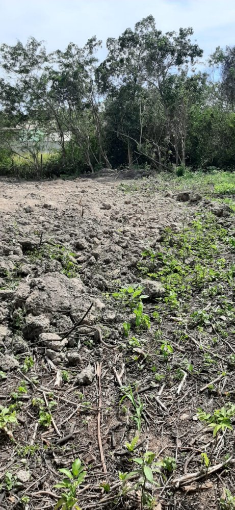 Terreno - Venda - Maria Joaquina - Cabo Frio - RJ